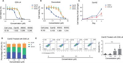 Synergy of GSK-J4 With Doxorubicin in KRAS-Mutant Anaplastic Thyroid Cancer